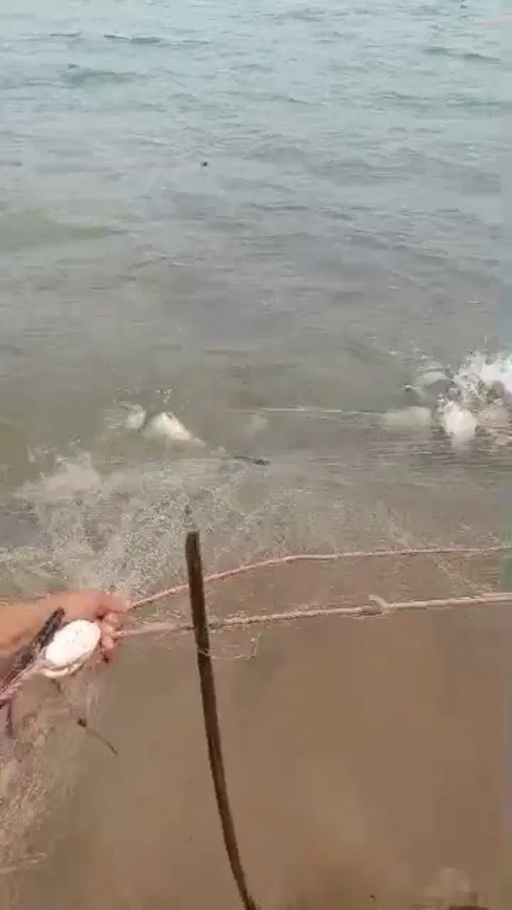 ماهی کپور و ماهی سفید|ماهی|شهرکرد, |دیوار