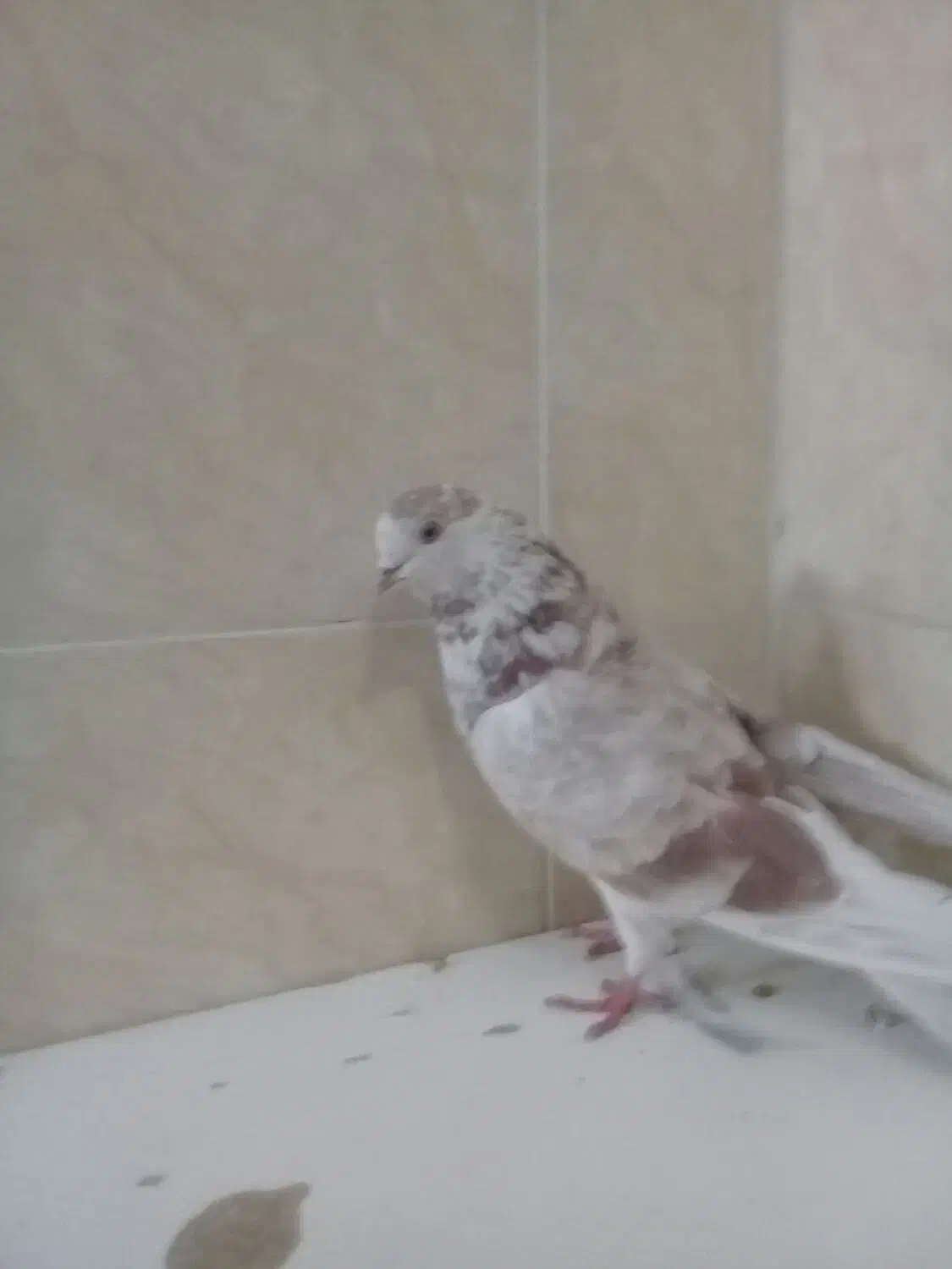 دوتا ماد درجه یک پرشی پیس|پرنده|خمینیشهر, |دیوار