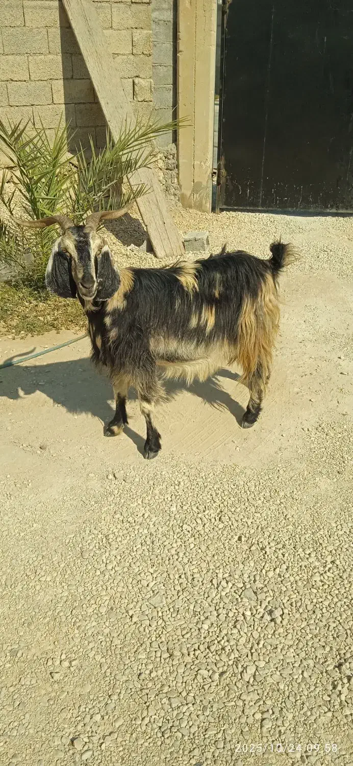 بز وکهره|حیوانات مزرعه|اهرم, |دیوار