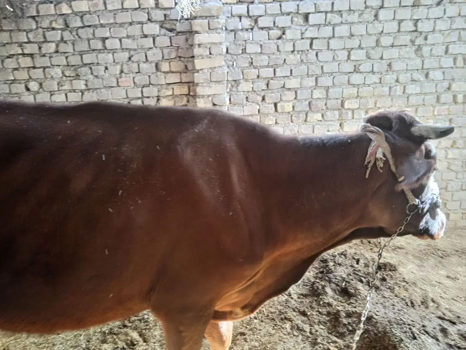 گاو با گوساله|حیوانات مزرعه|زابل, |دیوار