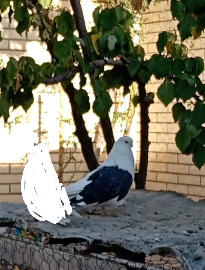 کبوتر نر پشدار|پرنده|بافت, |دیوار