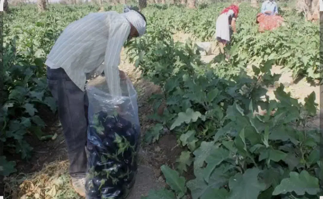 ۵هکتار زمین کشاورزی با آب دایرموتور وقنات|فروش دفتر صنعتی، کشاورزی، تجاری|کهریزک, |دیوار