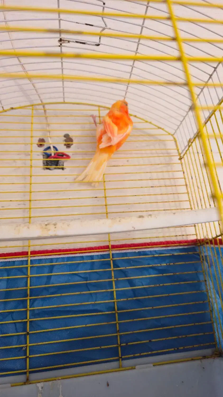 قناری|پرنده|برازجان, |دیوار