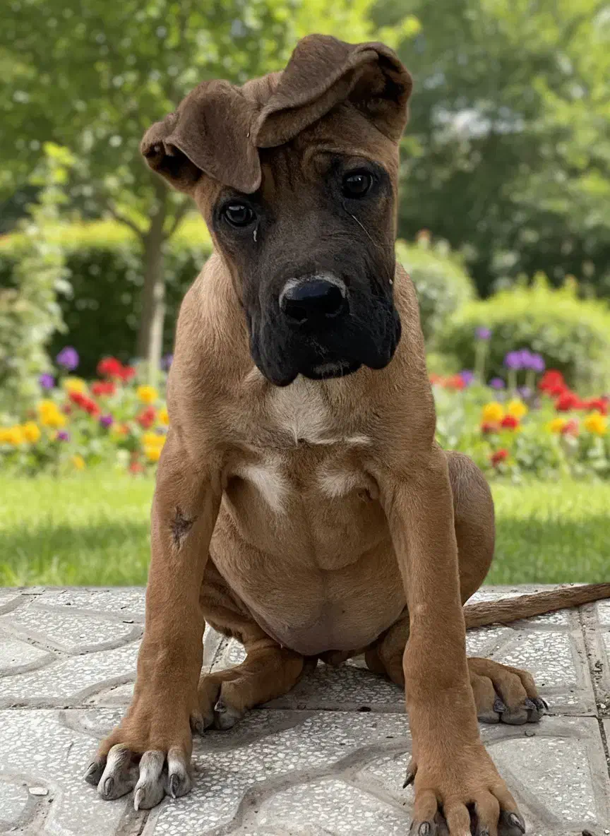 کنکورسو و ژرمن بلک|سگ|مشهد, عامل|دیوار