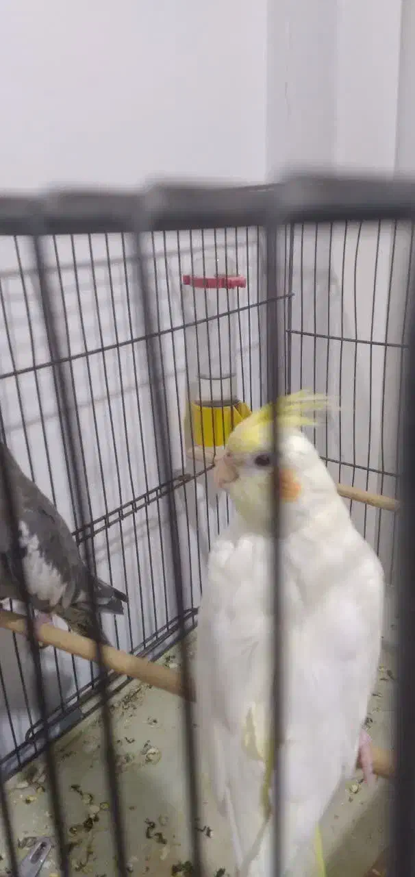 عروس هلندی|پرنده|قم, شهرک فاطمیه|دیوار