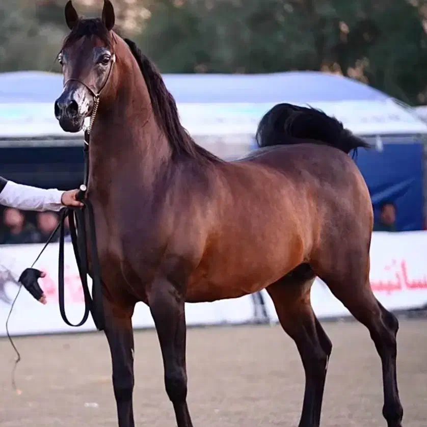 پانسیون باشگاه سوارکاری دهقان خرید فروش انواع اسب|اسب و تجهیزات اسب‌سواری|شهریار, اسکمان|دیوار