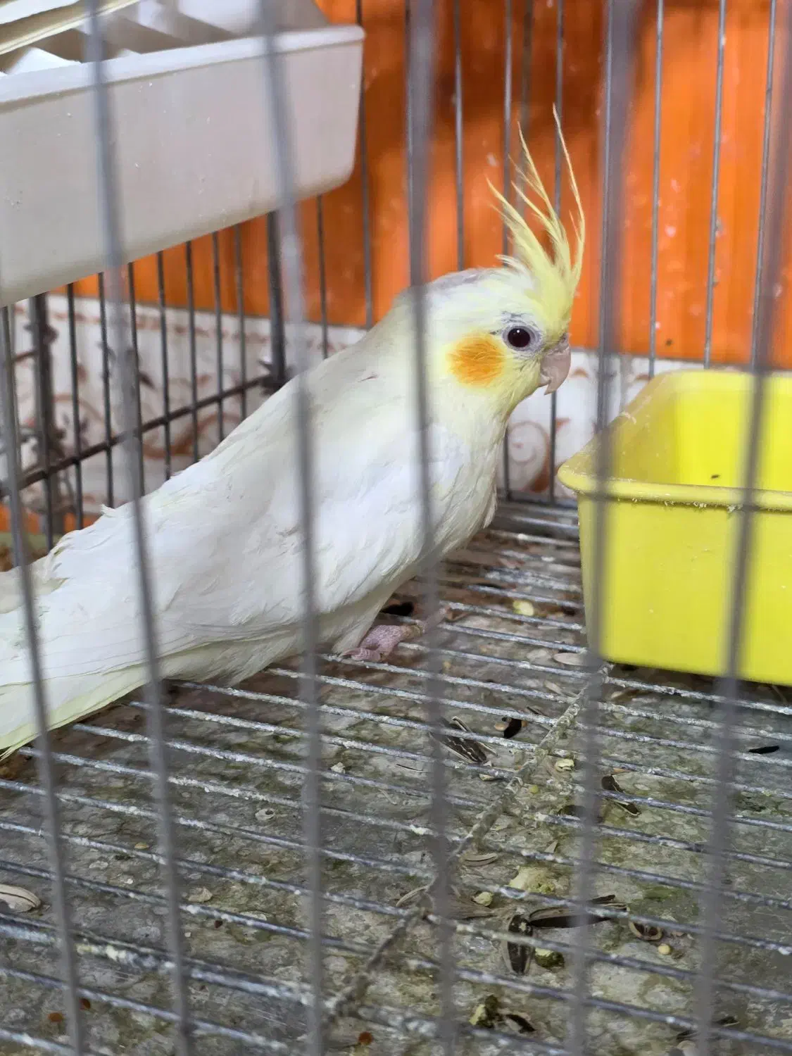 عروس هلندی|پرنده|اشنویه, |دیوار