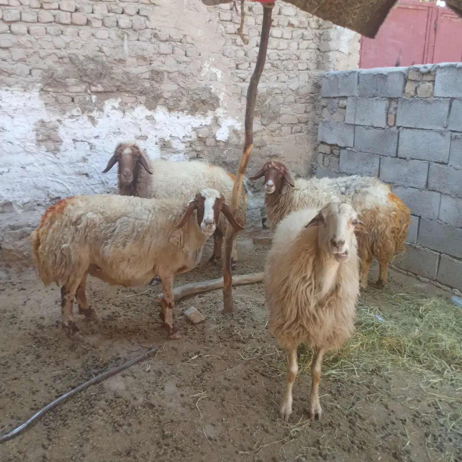 فروش چهار راس گوسفند ابستن|حیوانات مزرعه|کوهنانی, |دیوار