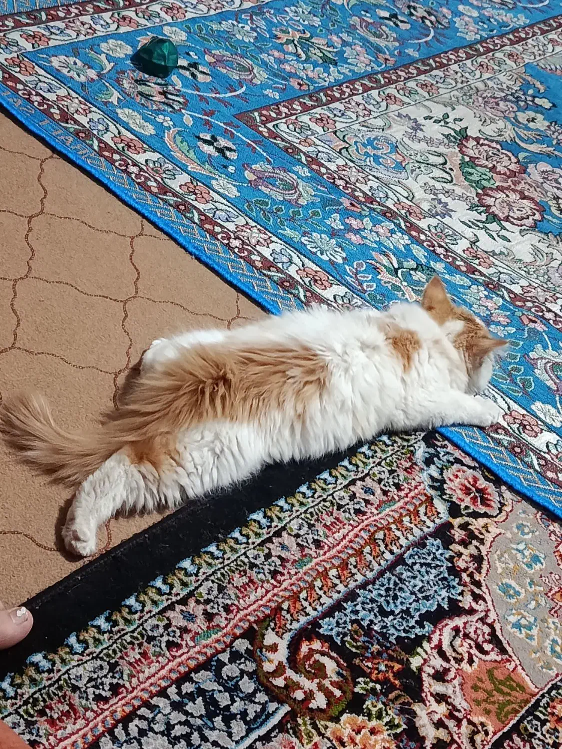 حیوان خانگی|گربه|اشتهارد, |دیوار