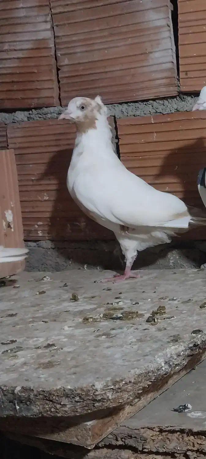 کبوتر|پرنده|مینودشت, |دیوار