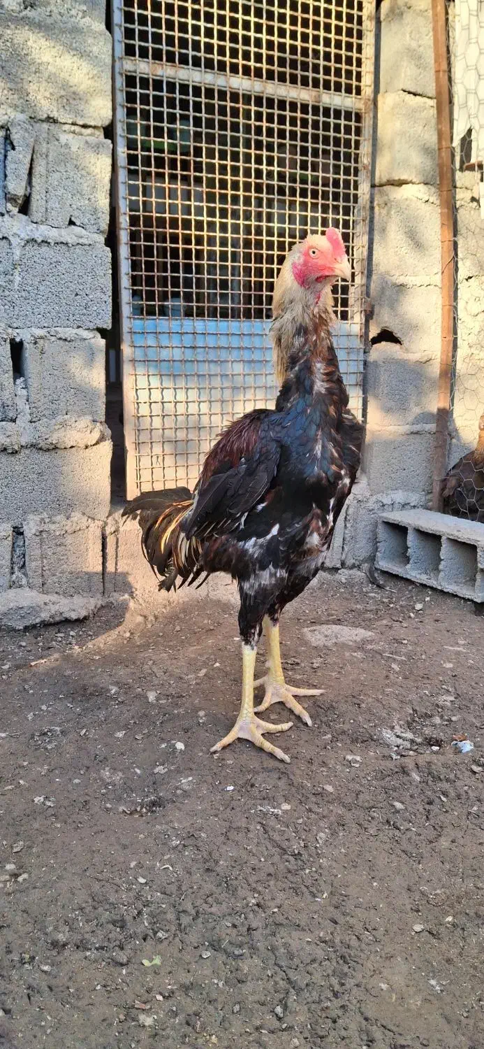 جوجه خروس لاری|حیوانات مزرعه|ساری, |دیوار