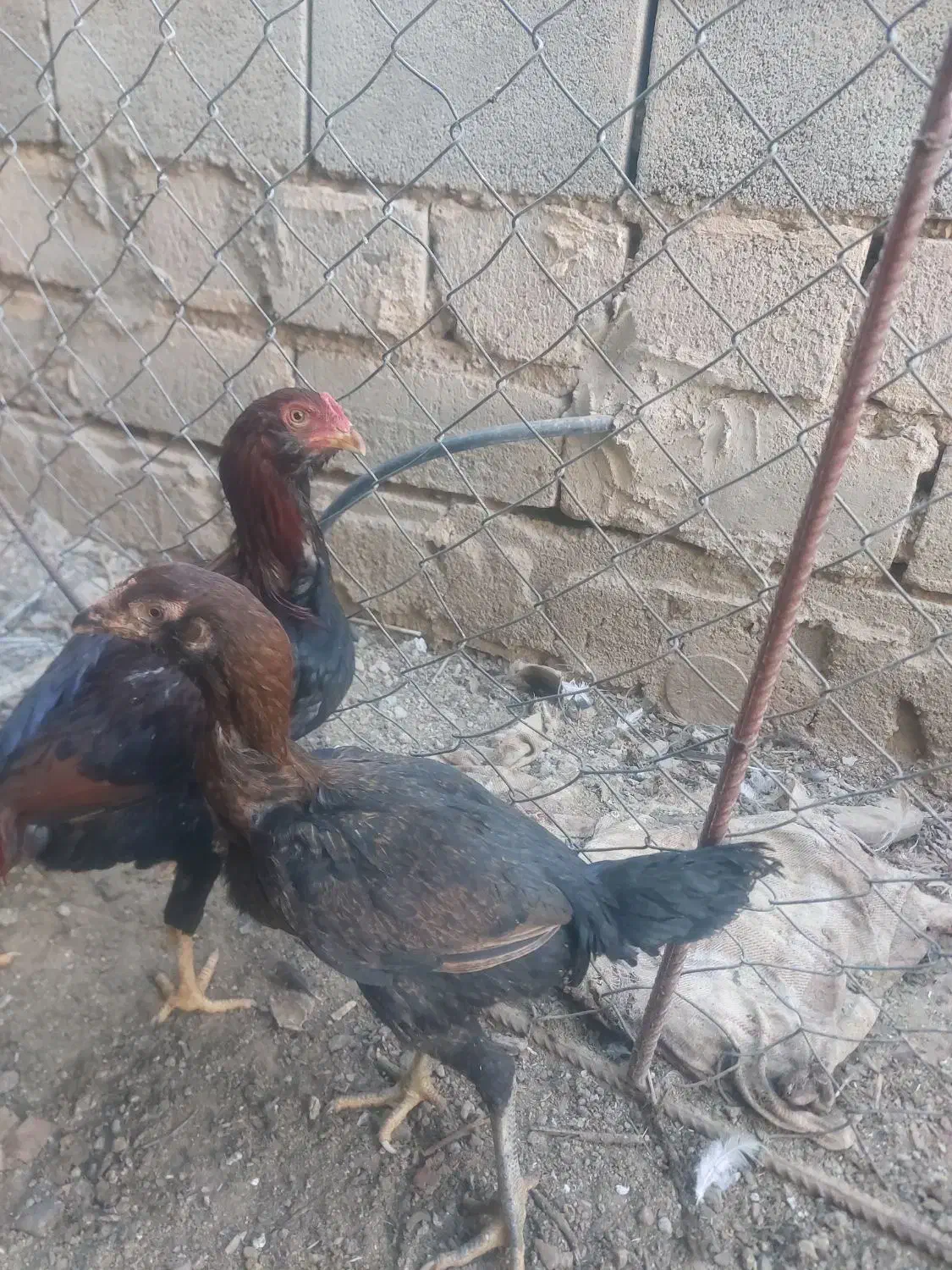 مرغ خروس لاری|حیوانات مزرعه|مهریز, |دیوار