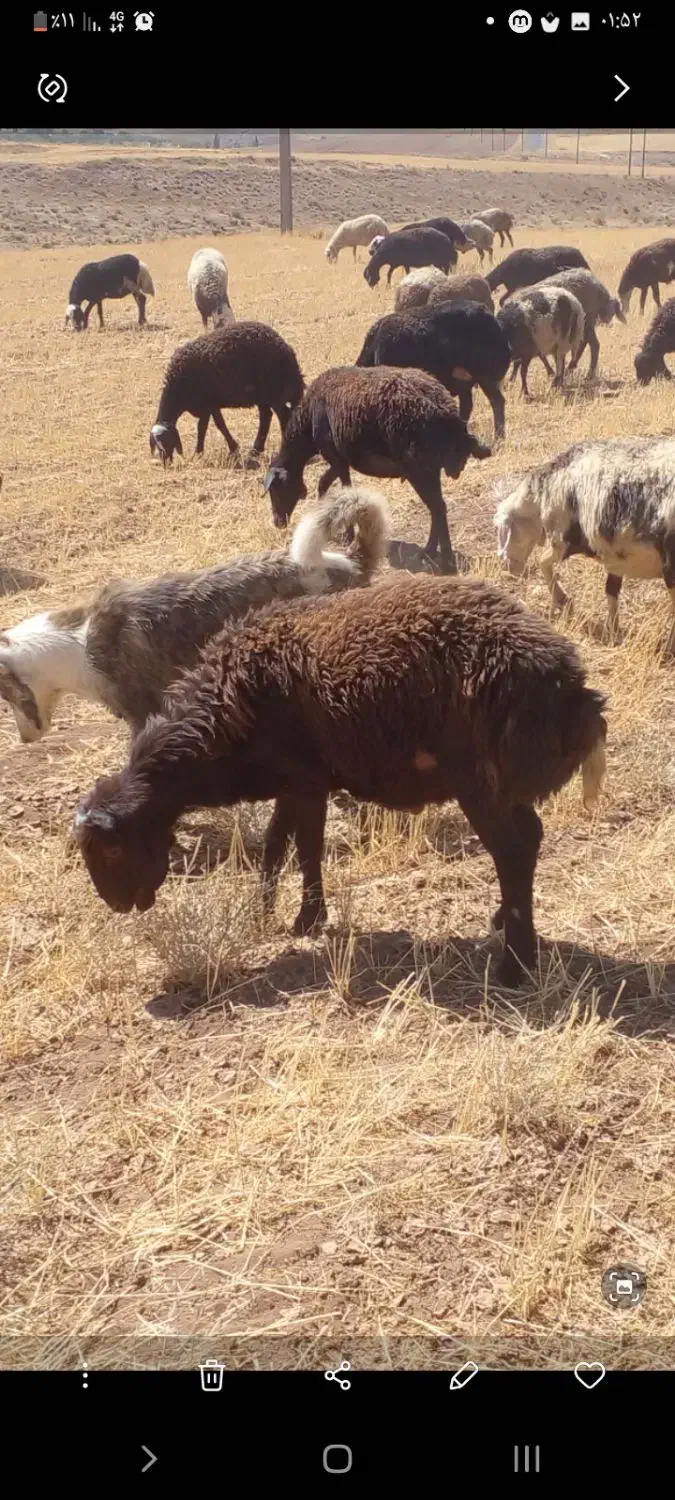 دو عدد قوچ یک سال|حیوانات مزرعه|سربند, |دیوار