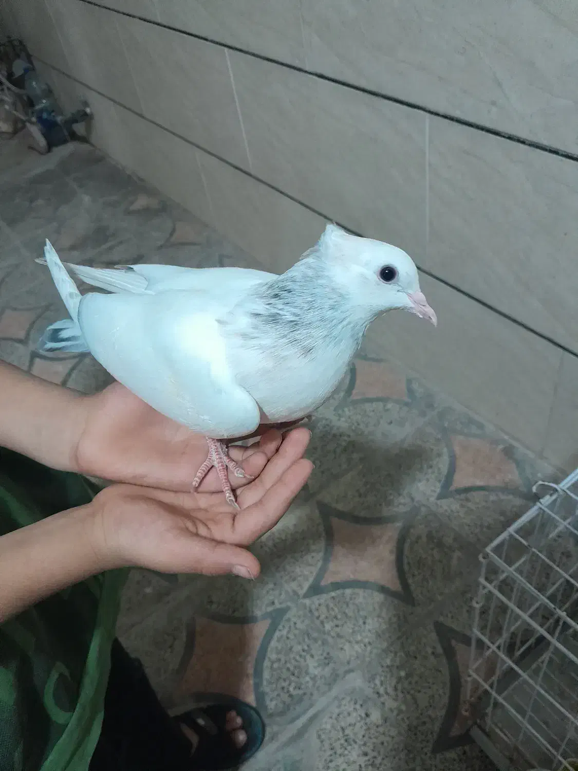 کبوتر دم کوهی نردر رامهرمز|پرنده|اهواز, ۲۴ متری|دیوار