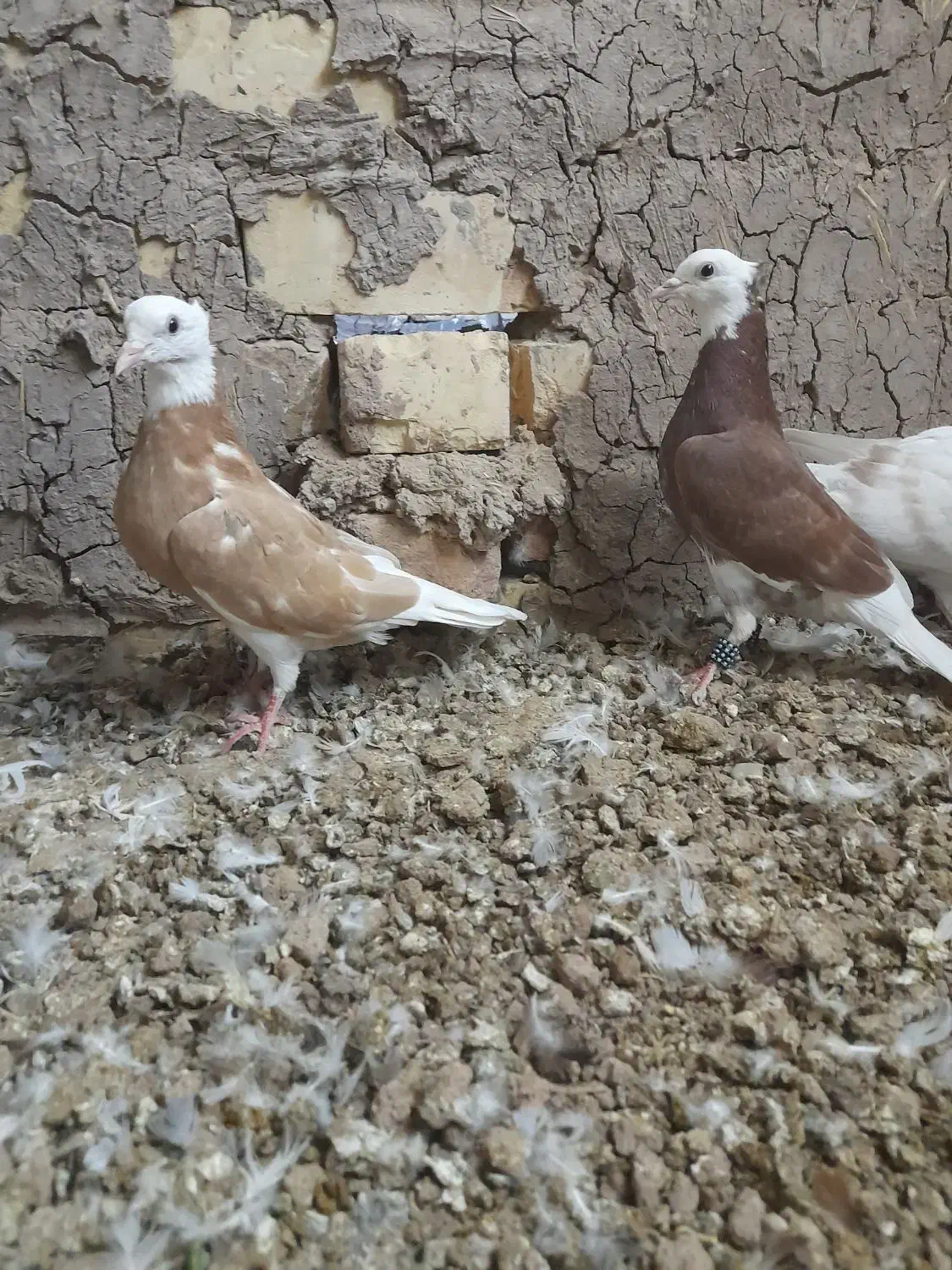 کجکله|پرنده|نیشابور, باغ نو|دیوار