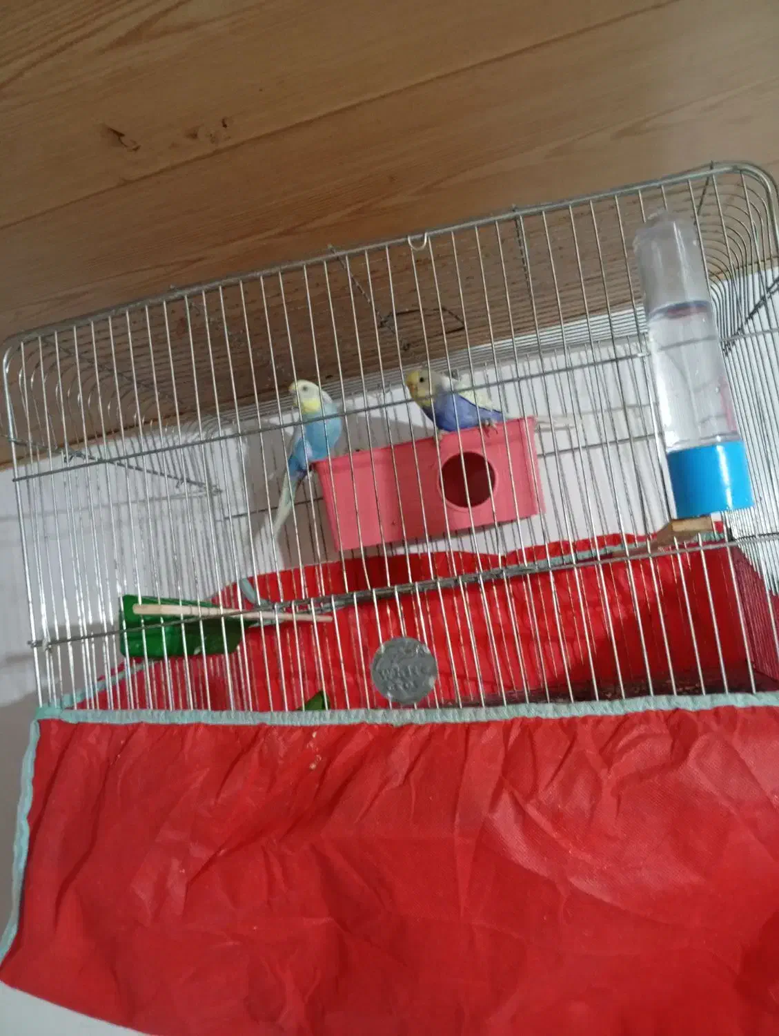 مرغ عشق|پرنده|رویان, |دیوار