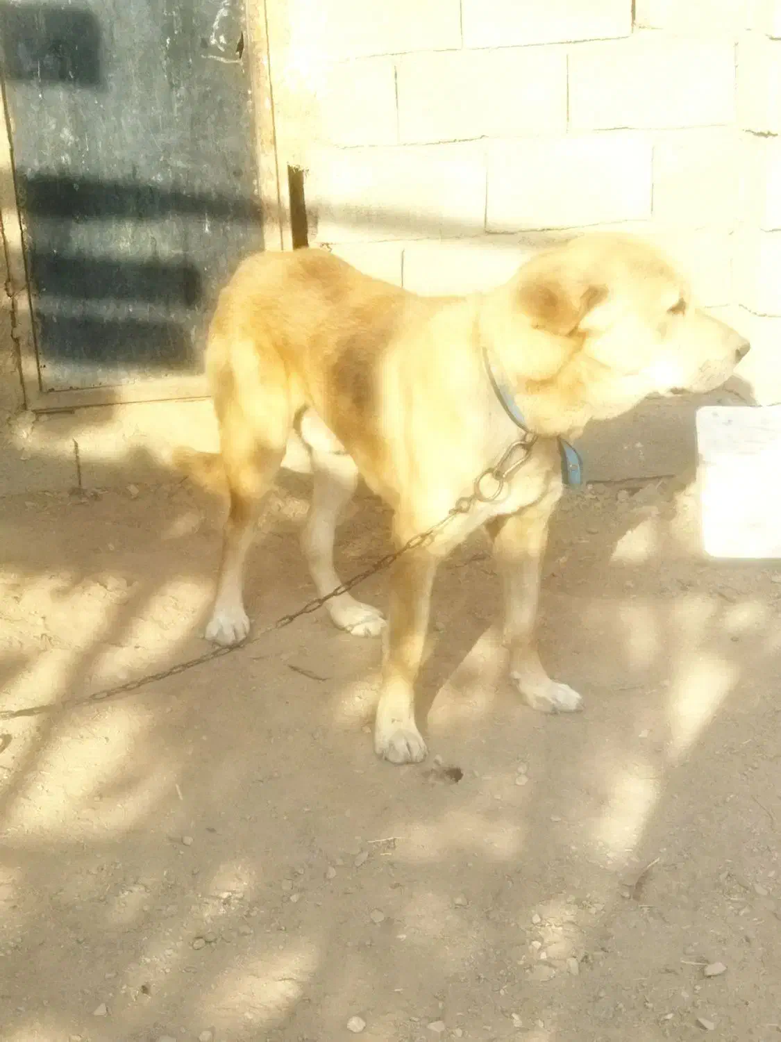 سگ عراقی|سگ|تاکستان, |دیوار