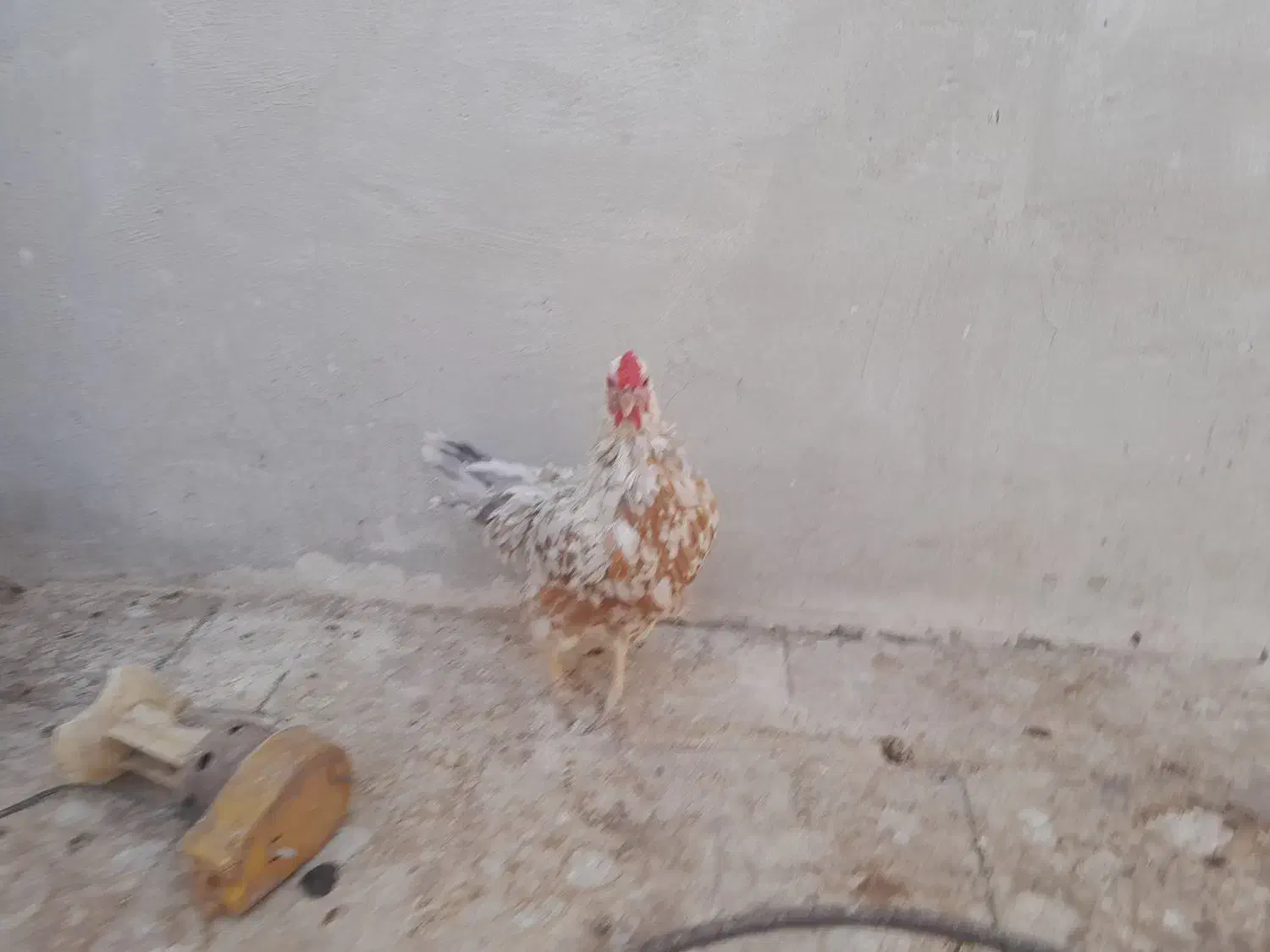 فروش ۲ عدد مرغ کرچ|حیوانات مزرعه|قم, کلهری|دیوار