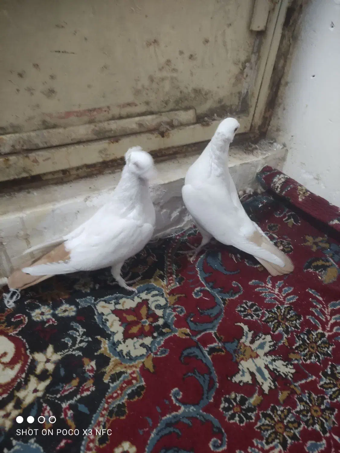 دم زرد کرمونی کاکولی دم سرخ|پرنده|تربت‌حیدریه, حسنی بالا|دیوار