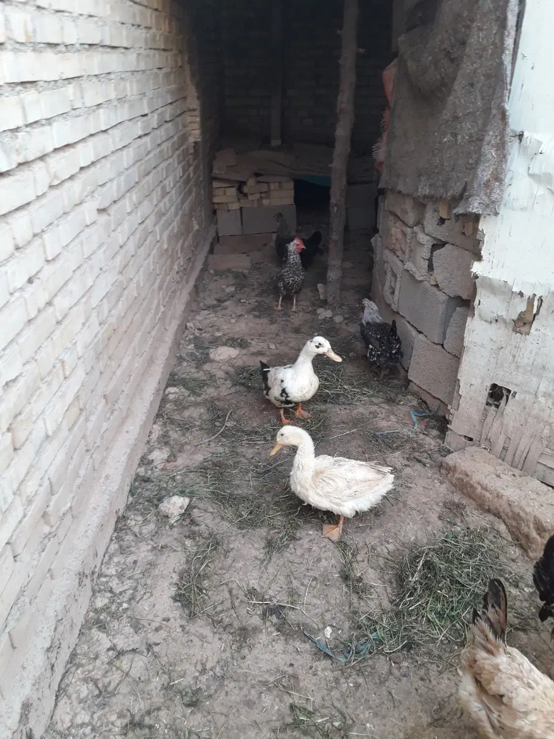 اردک|حیوانات مزرعه|امیدیه, |دیوار