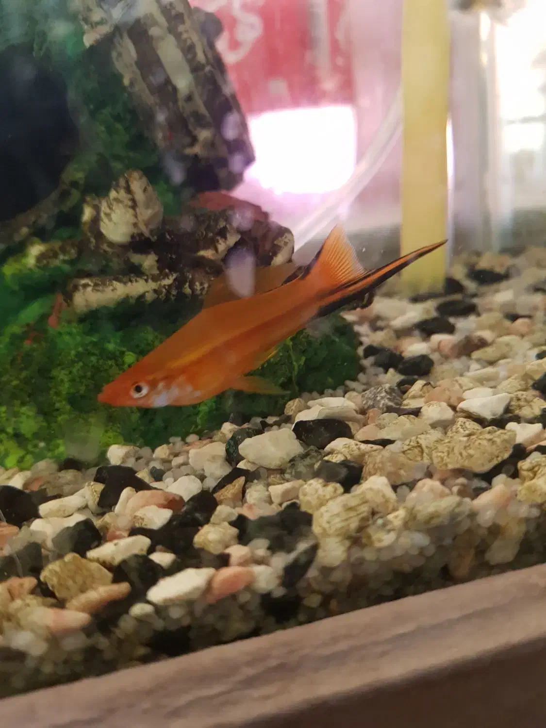 ماهی گوپی و سوارتل|ماهی|تربت‌حیدریه, قائم|دیوار