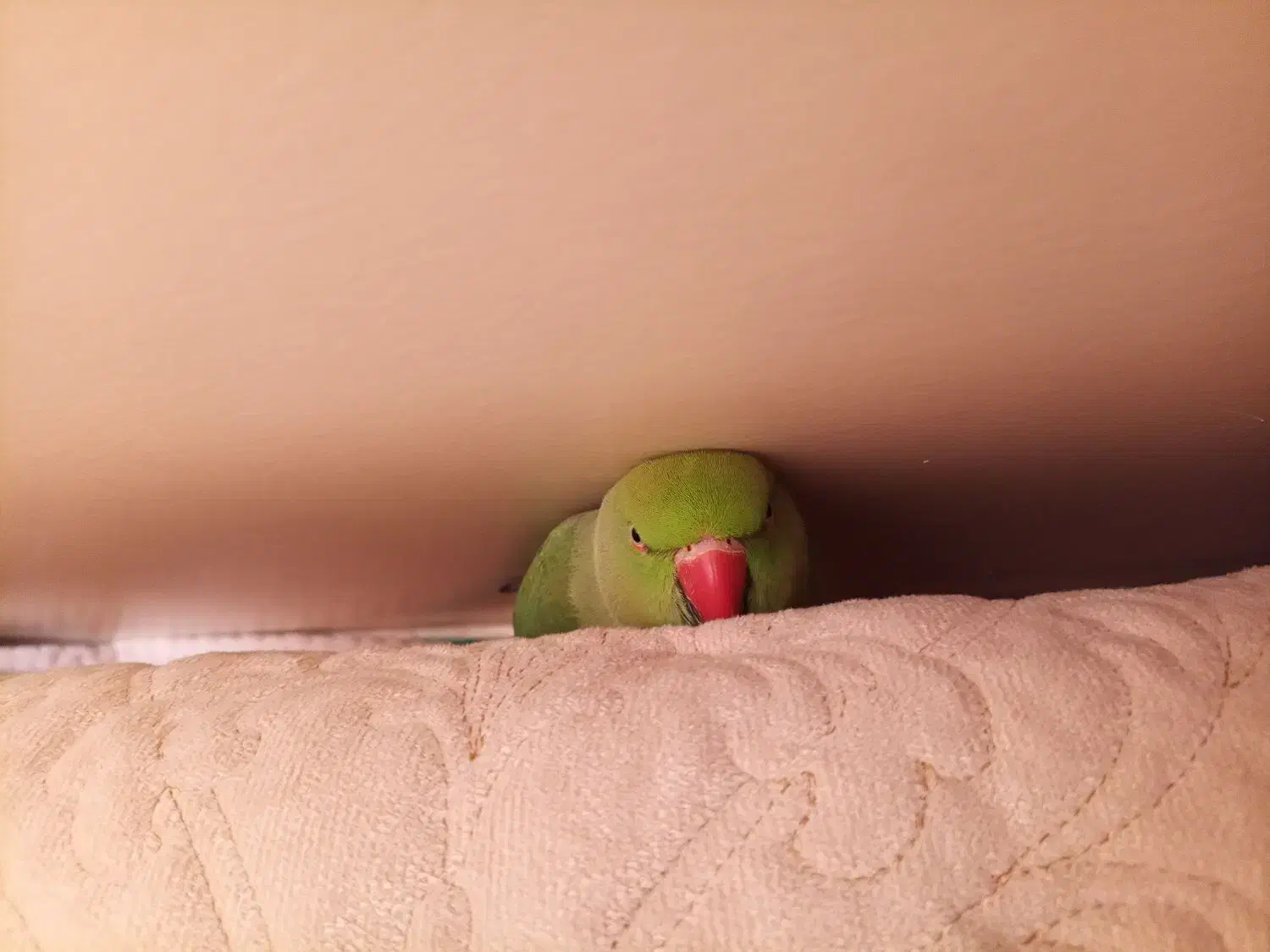 طوطی ملنگو گمشده|حیوانات|ساری, |دیوار