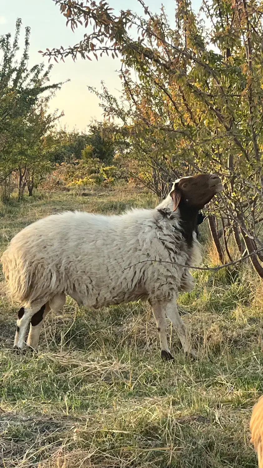 گوسفند (قوچ)|حیوانات مزرعه|زاویه, |دیوار