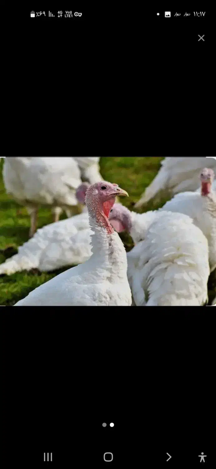 بوقلمون گوشتی زنده|حیوانات مزرعه|مشهد, رده|دیوار