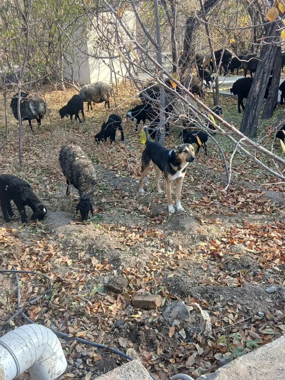 سگ گله ای  دو عدد|سگ|کهک, |دیوار