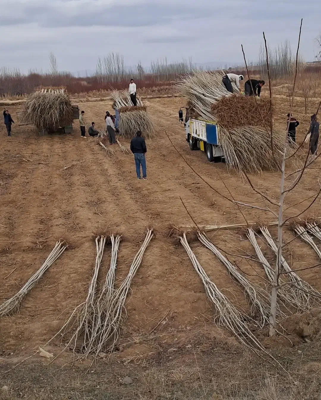 صنوبر|خدمات باغبانی و درختکاری|کرج, حیدرآباد|دیوار