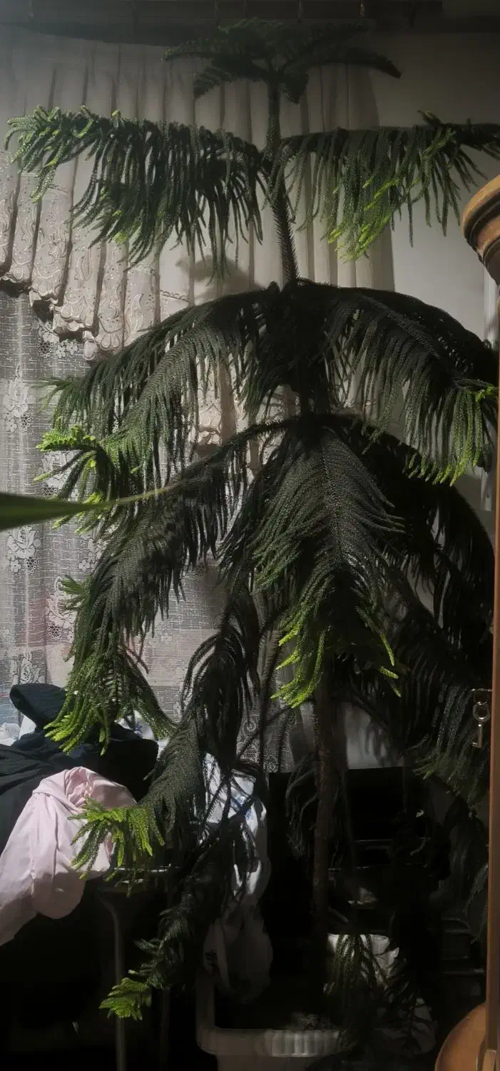 کاج مطبق|گل و گیاه طبیعی|فولادشهر, زاینده رود|دیوار