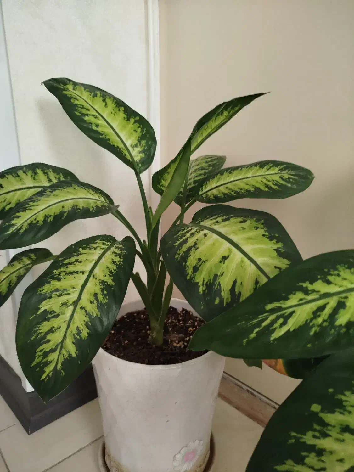 گل دیفن|گل و گیاه طبیعی|قدس, شهرقدس|دیوار