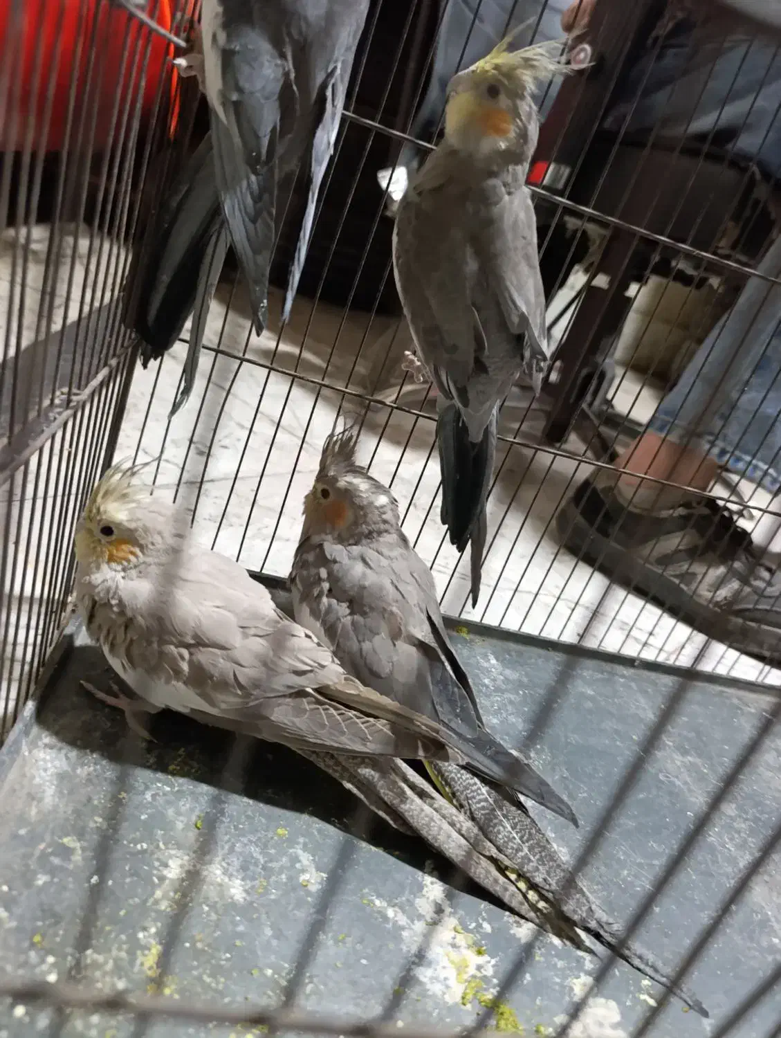 عروس هلندی باجوجه|پرنده|کرج, شهرک سهرابیه|دیوار