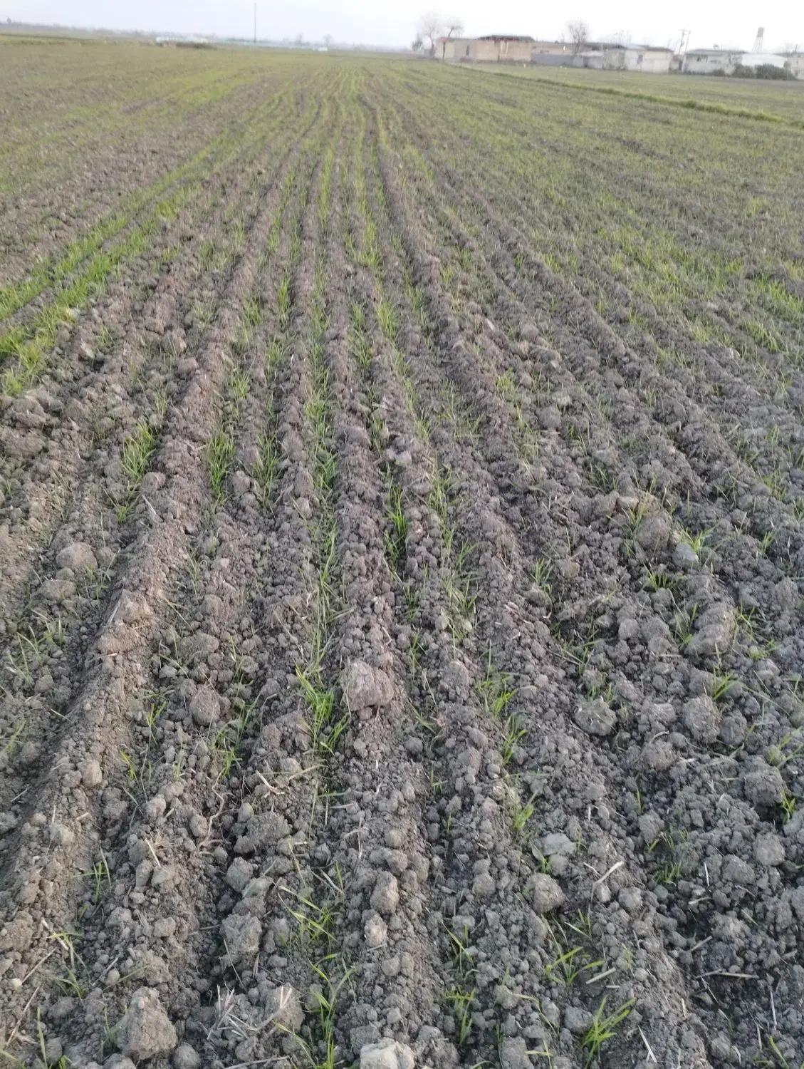 زمین اجاره چهار هکتار است|فروش دفتر صنعتی، کشاورزی، تجاری|گنبد کاووس, |دیوار