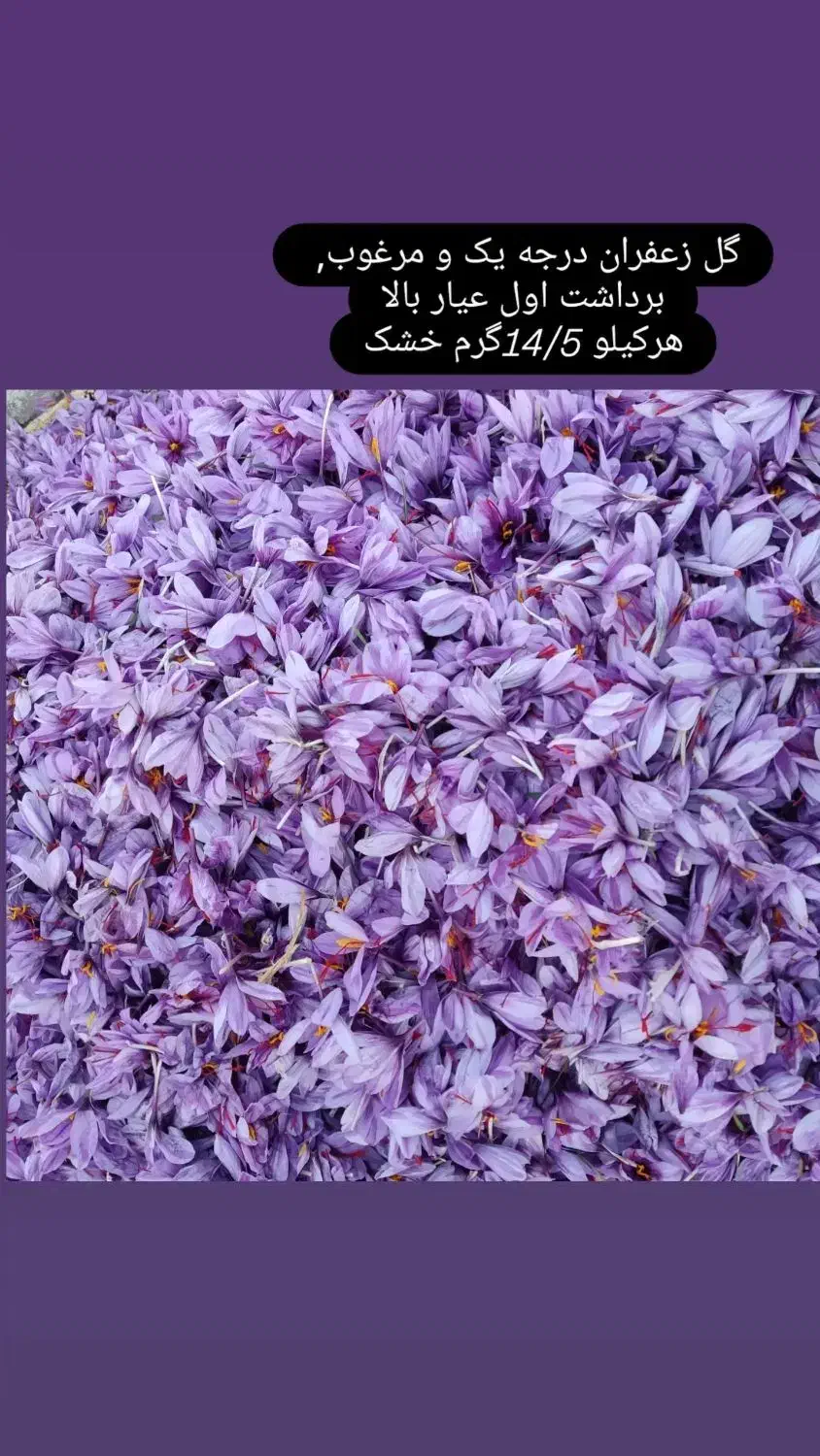 گل زعفران عیاربالا|خوردنی و آشامیدنی|سبزوار, قصبه شرقی|دیوار