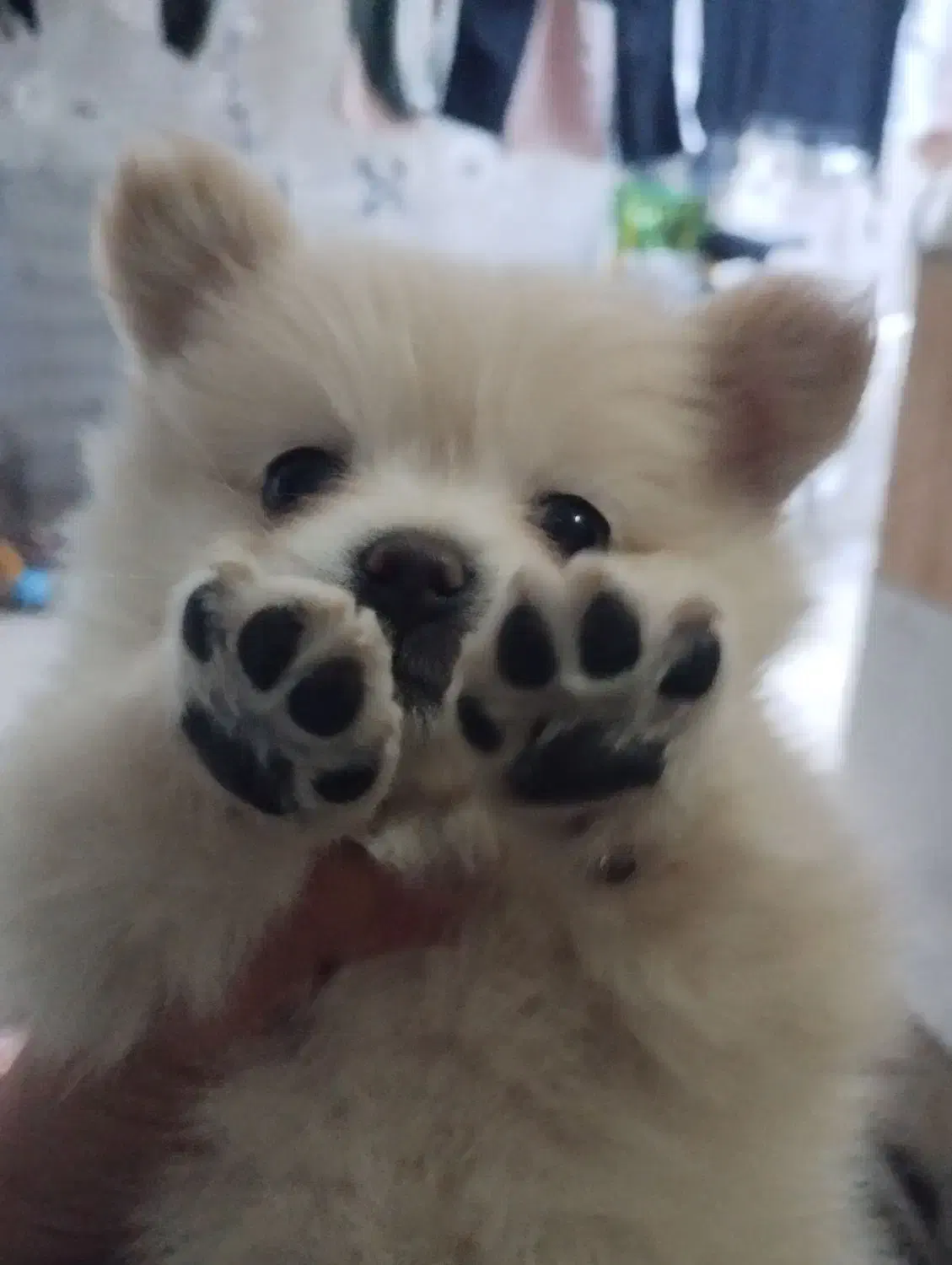 سگ فنجانی|سگ|کرمانشاه, |دیوار