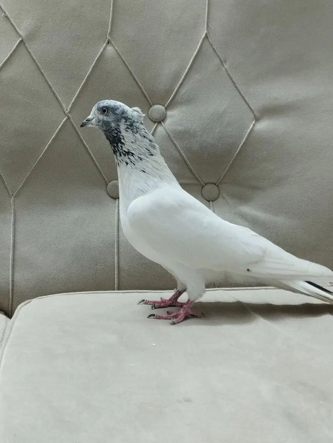 کفتر|پرنده|کرج, خرمدشت|دیوار