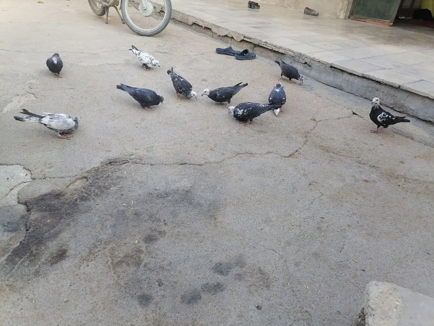 کبوتر  پلاکی بزک|پرنده|شیراز, گویم|دیوار