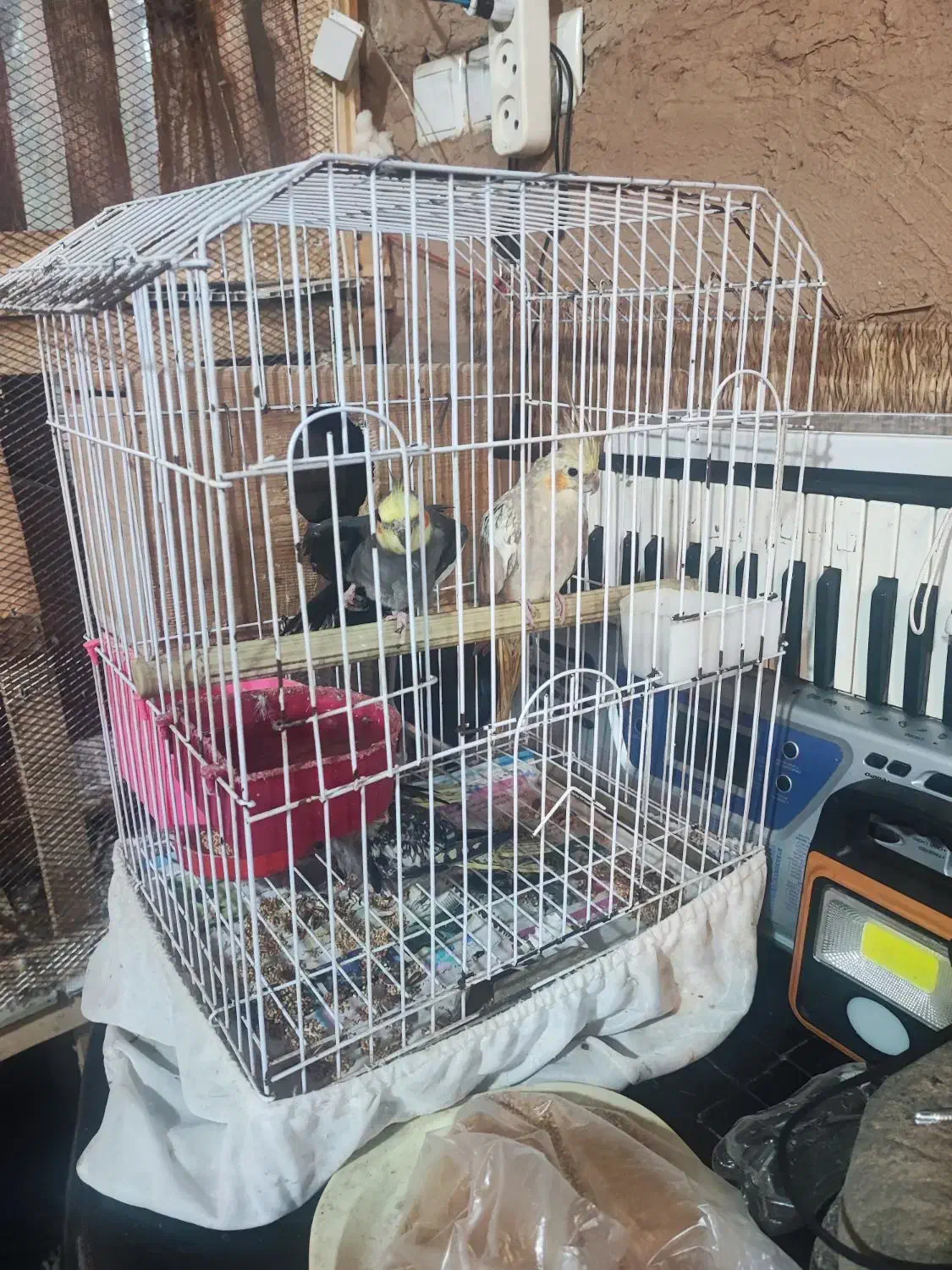 عروس هلندی|پرنده|کیاشهر, |دیوار