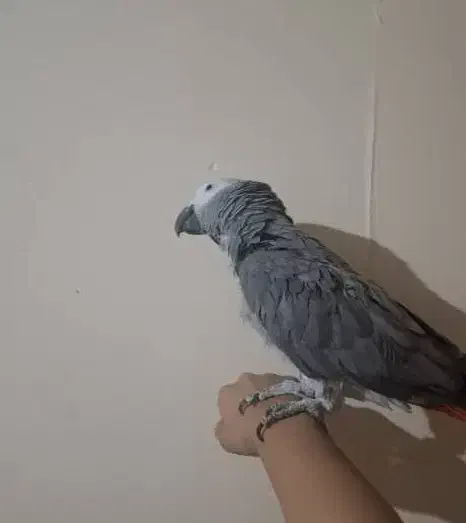 کاسکو|پرنده|شیراز, شهرک صدا و سیما|دیوار