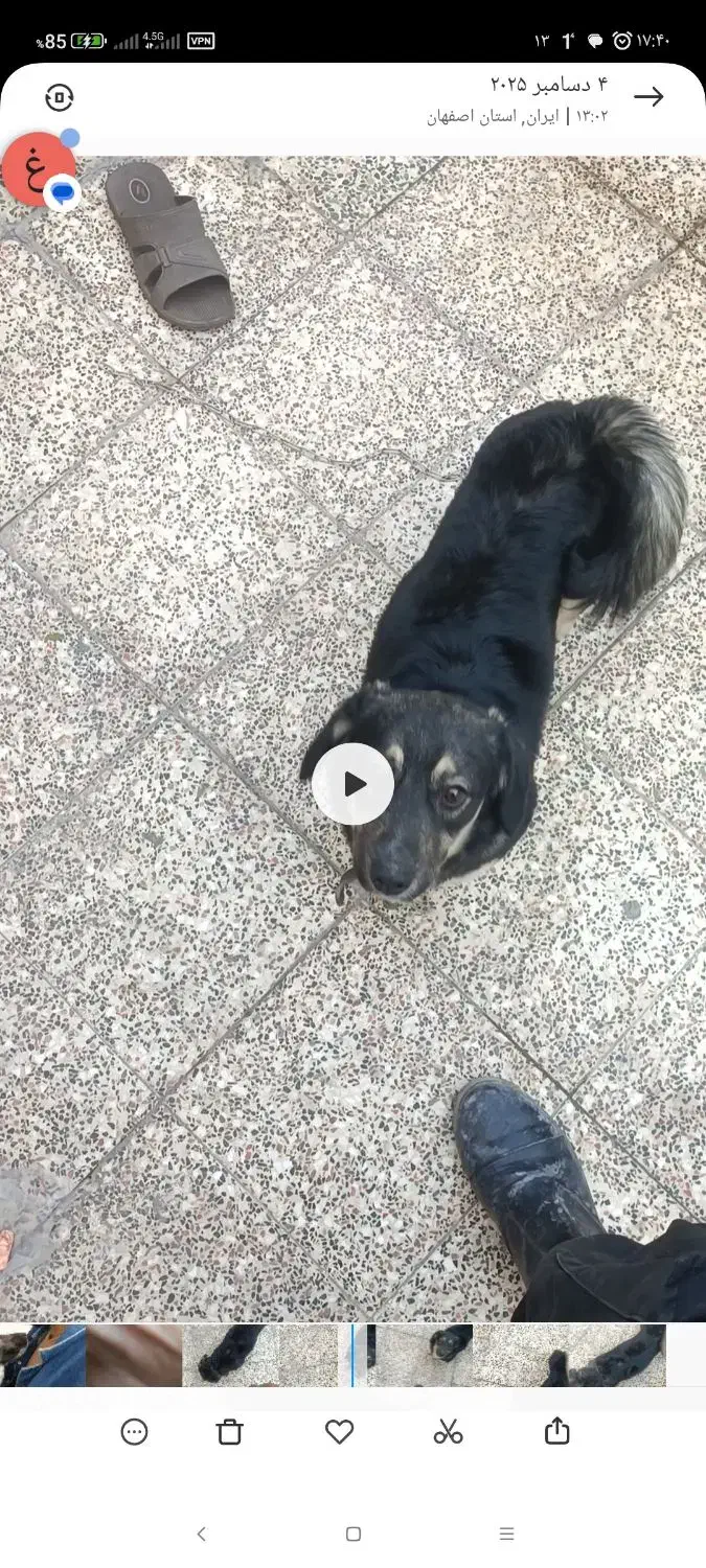 سگ اشپیتز|سگ|فلاورجان, |دیوار