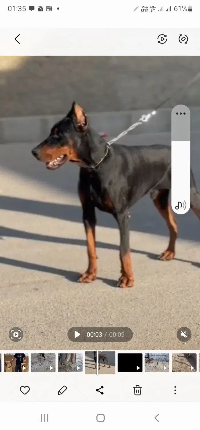 دوبرمن|سگ|بومهن, |دیوار