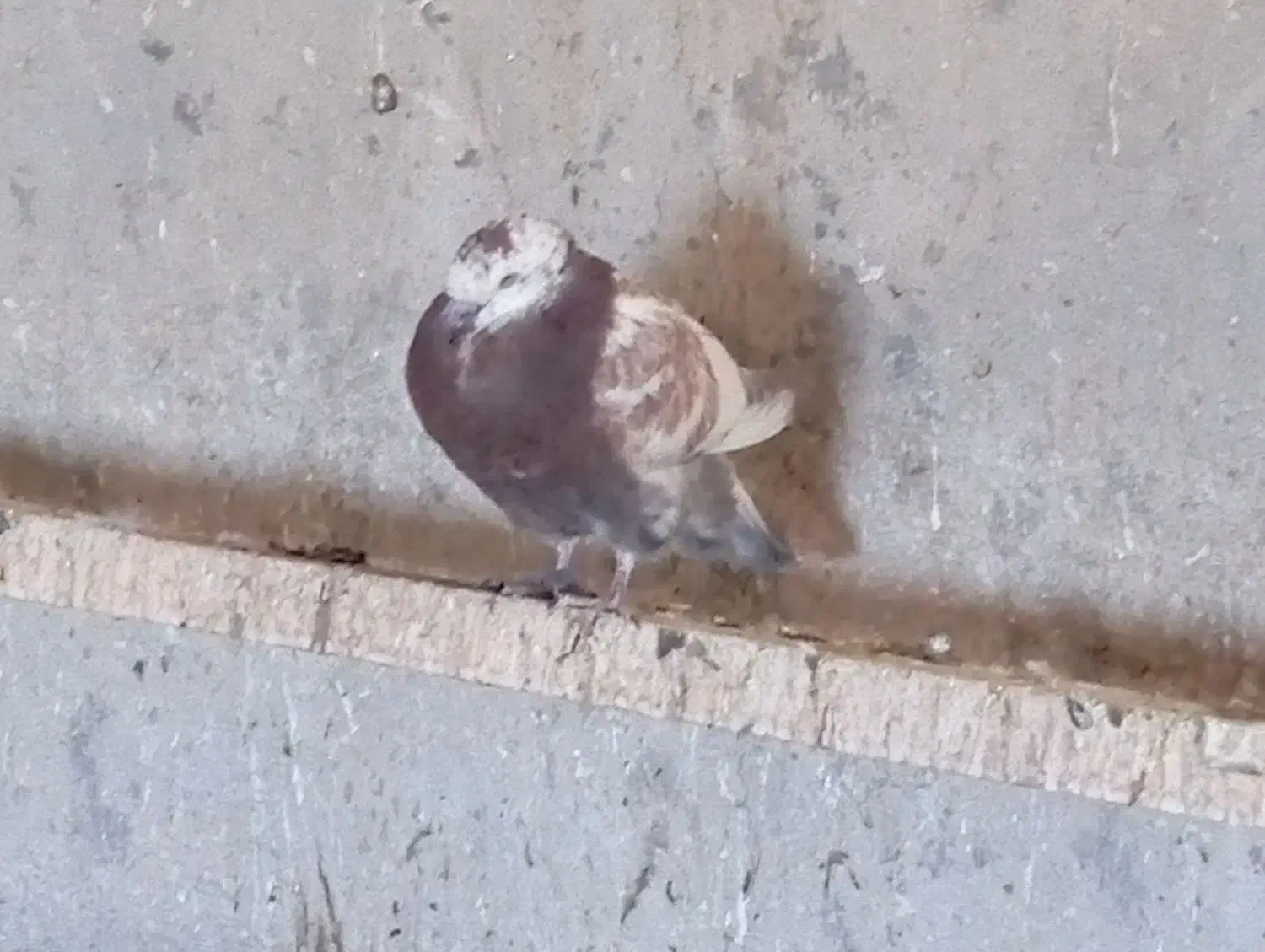 کبوتر|پرنده|بابا حیدر, |دیوار