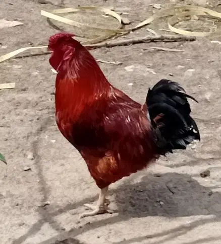 تخم مرغ|خوردنی و آشامیدنی|مشهد, حجاب (شهرک غرب)|دیوار