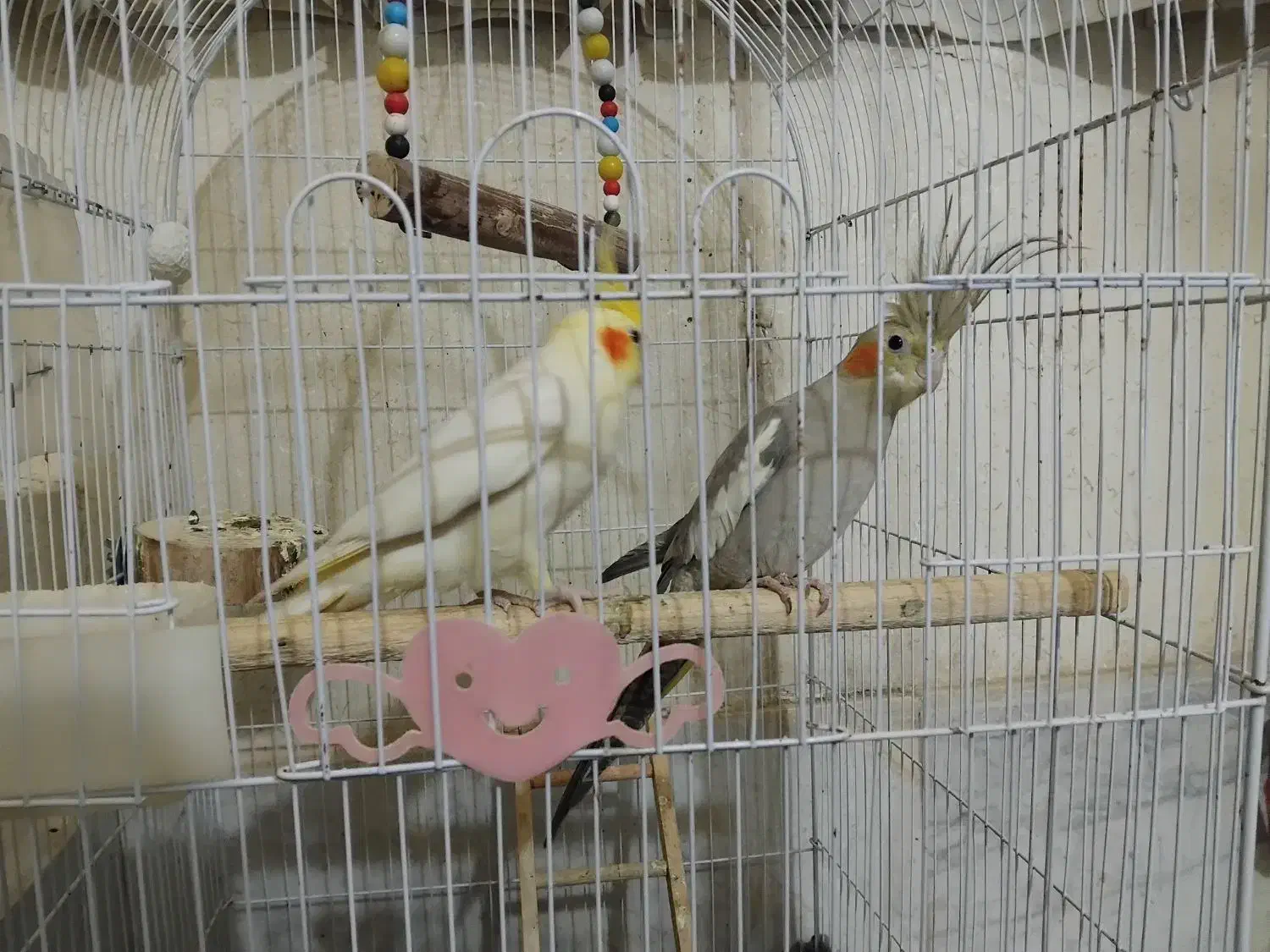 عروس هلندی|پرنده|جوادآباد, |دیوار