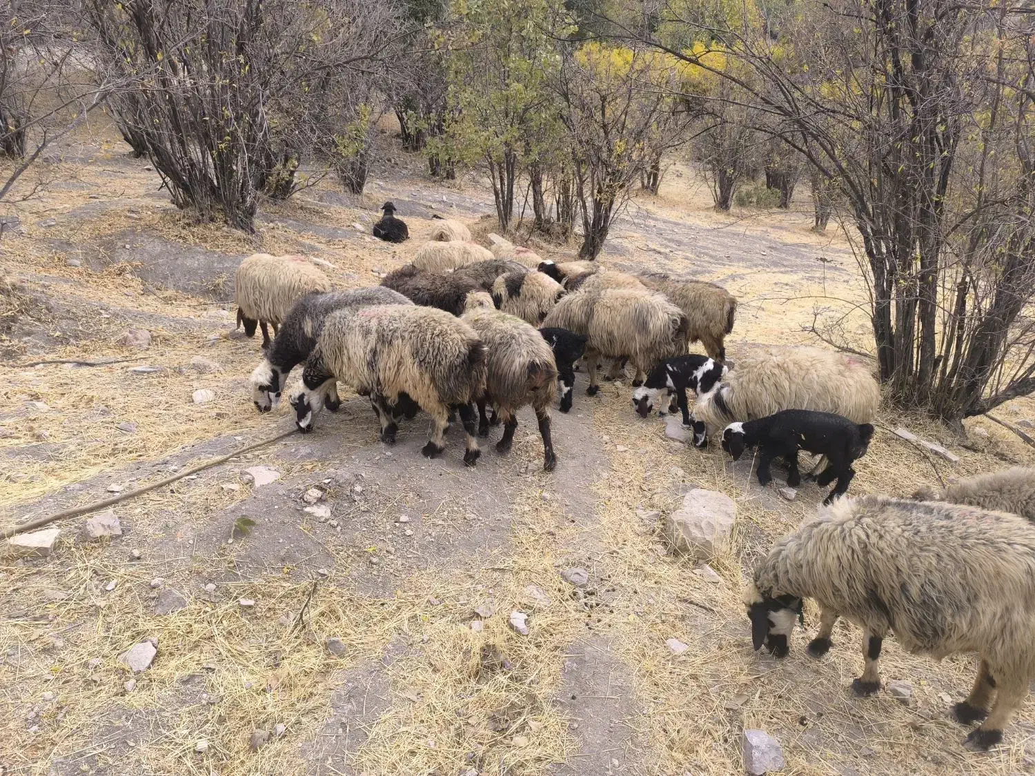21راس‌میش‌ابسن‌و‌زاییده|حیوانات مزرعه|رودشت (چهارمحال و بختیاری), |دیوار
