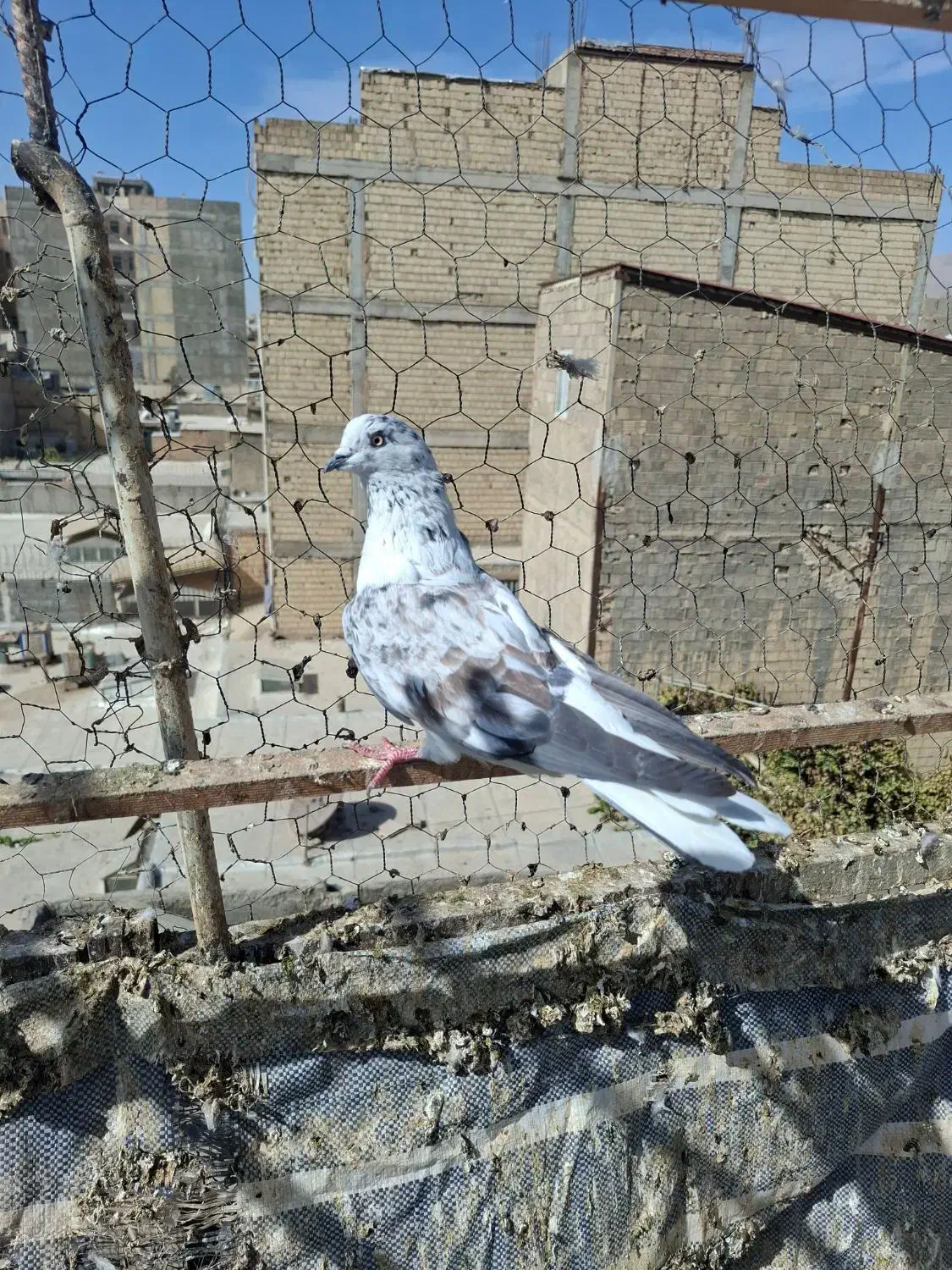 کبوتر|پرنده|قدس, شهرقدس|دیوار