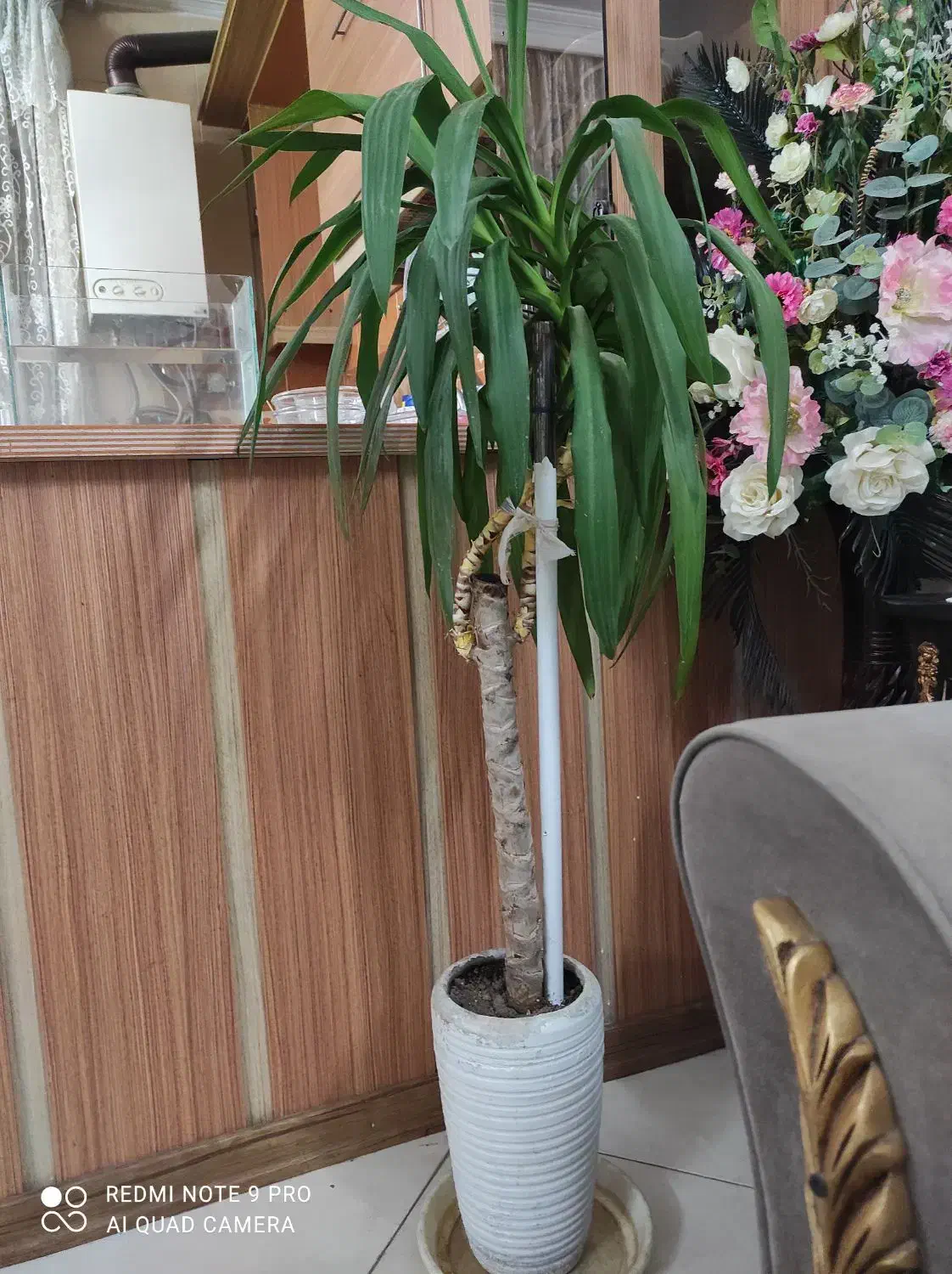 گل طبیعی|گل و گیاه طبیعی|مشهد, چهارچشمه|دیوار