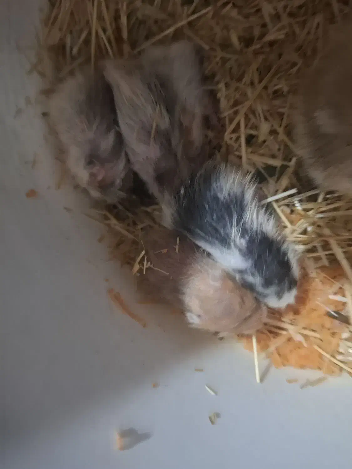 همستر ۹ عدد|موش و خرگوش|سنندج, |دیوار