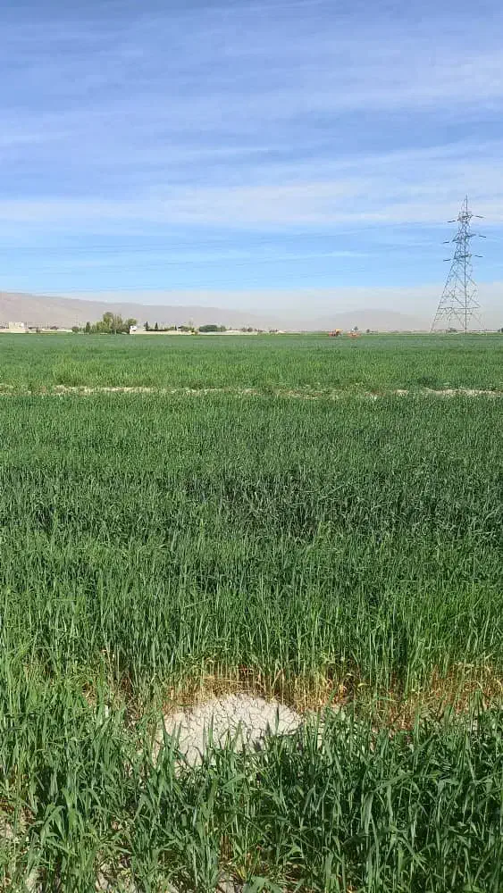 راهنمایی کار|فعالیت داوطلبانه|شیراز, جمهوری|دیوار